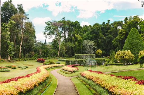 GUIDE FOR KANDY BOTANICAL GARDEN [IN PERADENIYA]