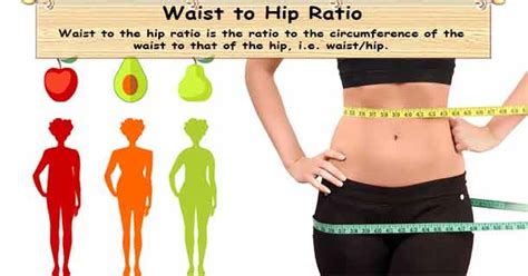 Waist to Hip Ratio Calculator | Waist/Hip Calculator