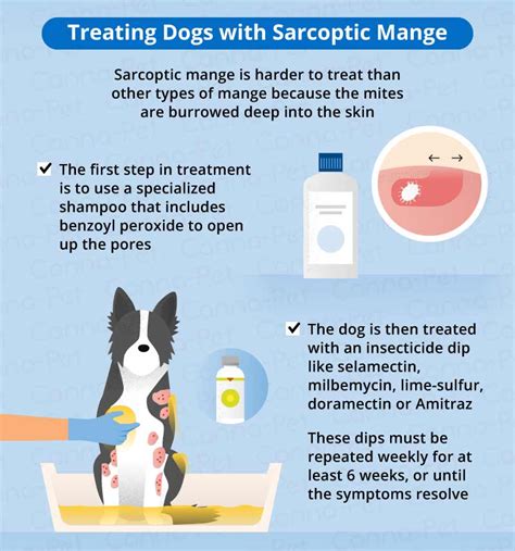 Mange in Dogs: Causes, Symptoms, & Treatment | Canna-Pet®