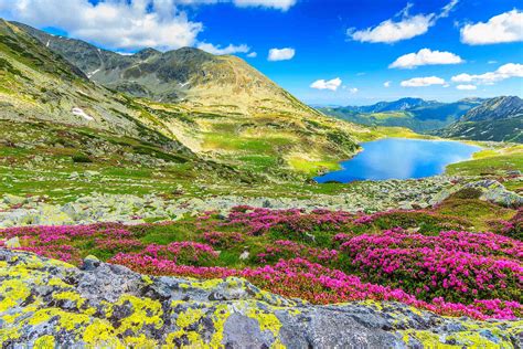 Retezat National Park – Stunning pink Rhododendron flowers with ...