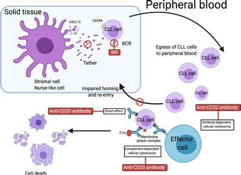 Ibrutinib combinations in CLL therapy: scienti... - CLL Support