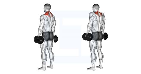 Dumbbell Shrug - Guide, Benefits, and Form