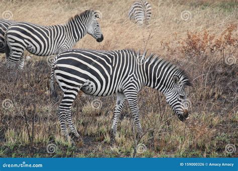 Animals at Ruaha National Park Stock Photo - Image of creature ...