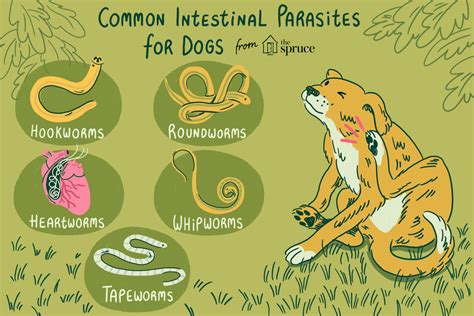 Common Worms and Intestinal Parasites in Dogs