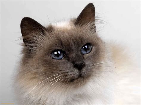 Siamese Cat | Fun Animals Wiki, Videos, Pictures, Stories