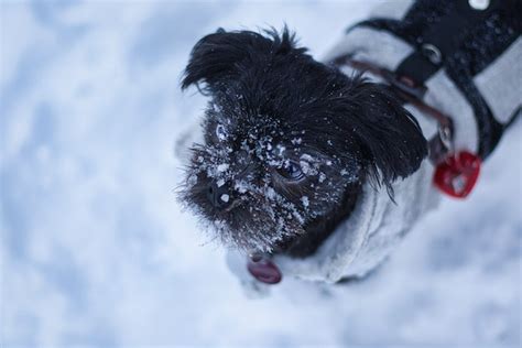 Affen Spaniel Dog Breed Facts, Information & Characteristics