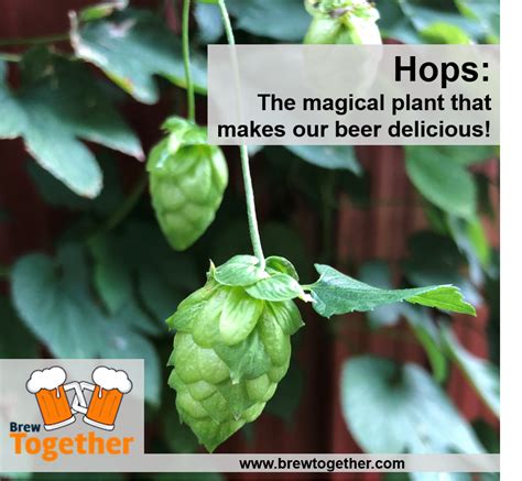 All About Hops - BrewTogether | Hops plant, Tropical flavor, Fruit seeds