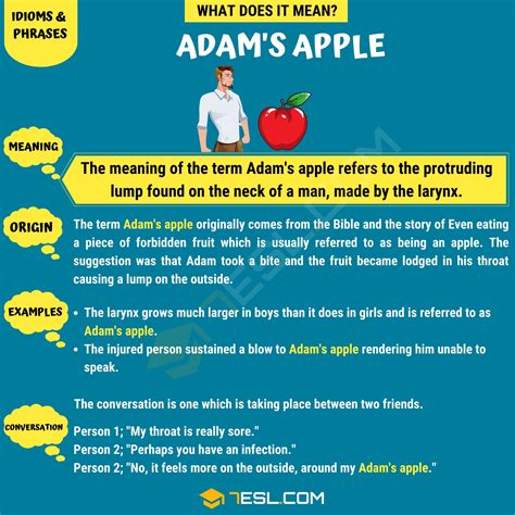 "Adam's Apple" Meaning, Origin and Examples • 7ESL