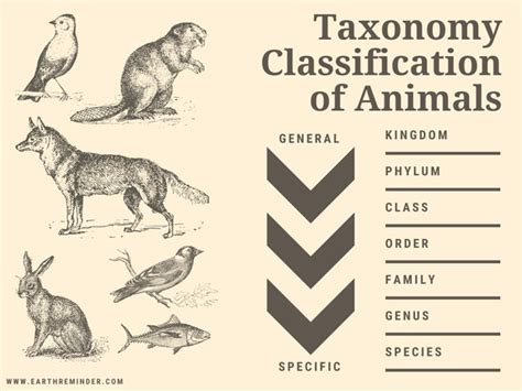 Taxonomic Classification of Animals with Examples | Earth Reminder