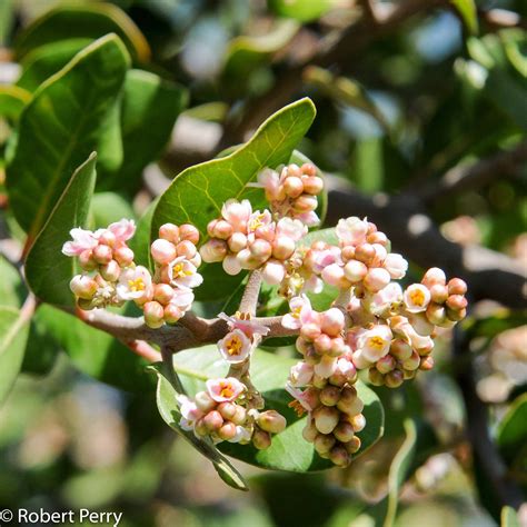 Lemonade berry - Waterwise Garden Planner