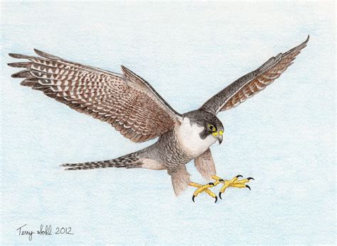 4+ Types of Falcons Species with Pictures | Bird sketch, Bird drawings ...