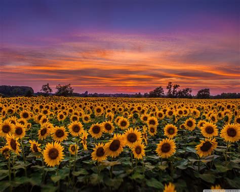 Field Of Sunflowers Wallpapers - Wallpaper Cave