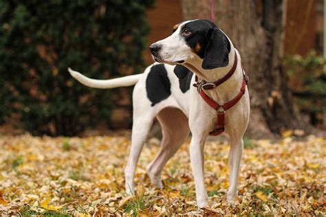 15 Best Hunting Dog Breeds | HiConsumption