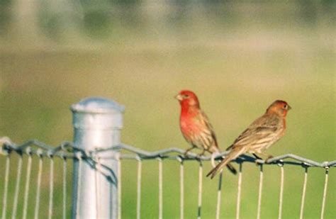 House Finch - Description, Habitat, Image, Diet, and Interesting Facts