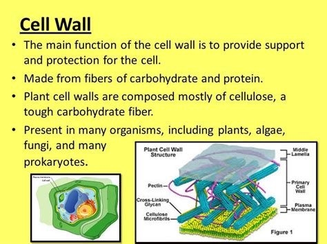 What is the main function of cell wall? - Brainly.in