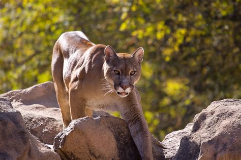 Mountain Lion Breaks Into Las Vegas Back Yard, Gets Scared Into Tree by ...