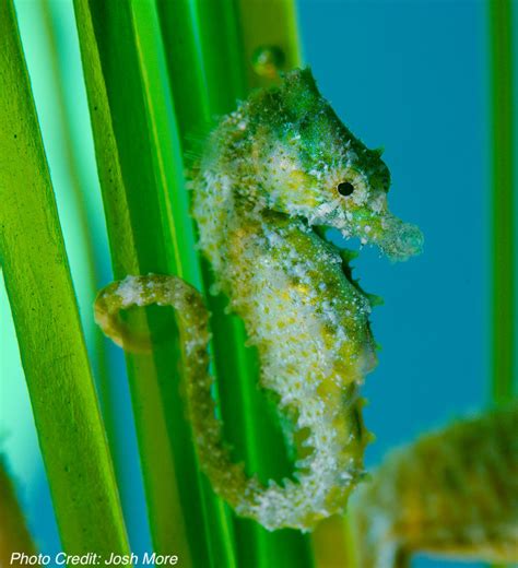 Dwarf Seahorse (Hippocampus zosterae) - ANGARI Foundation