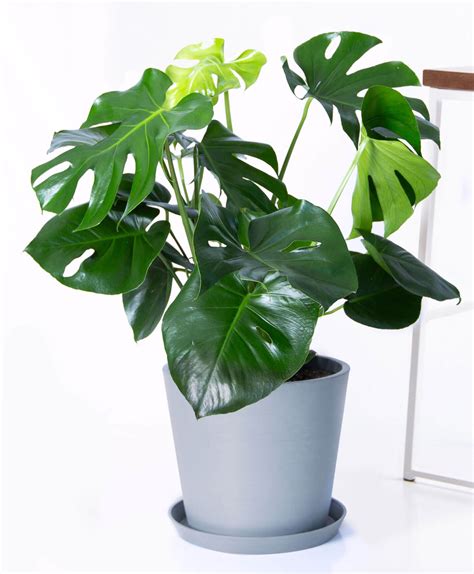 12 Best Indoor Plants For Utah of the Decade :Don't miss out! - Plant ...