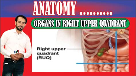 Four Abdominal Quadrants | Organs in Right Upper Quadrant | Made Easy ...