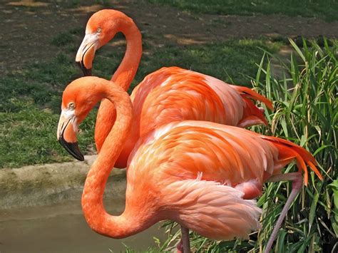 Flamingo Facts: Food Turns Feathers Pink | Live Science