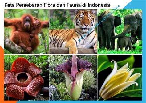 gambar flora dan fauna endemik negara asia tenggara - Joe Jackson