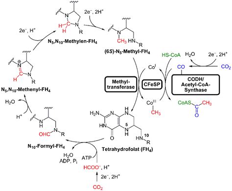 Biology:Wood–Ljungdahl pathway - HandWiki