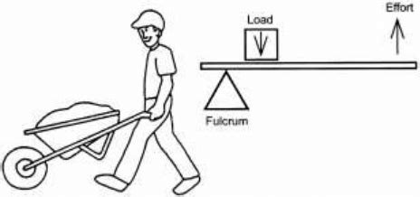 Examples of a Second-Class Lever | Download Scientific Diagram