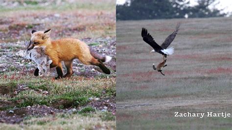 Amazing video shows eagle battling fox for rabbit in mid-air - ABC7 Chicago