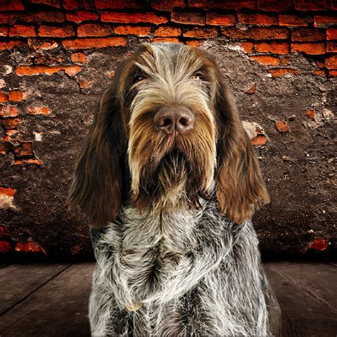 Spinone Italiano | Dog Breeds