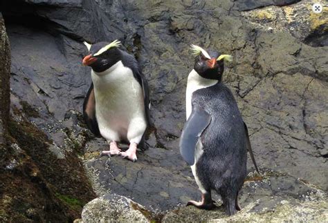 Majestic Fiordland Crested Penguin Seen on Monro Beach Walk