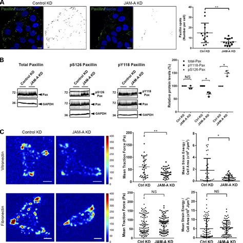 JAM-A regulates paxillin turnover, paxillin phosphorylation, and force ...