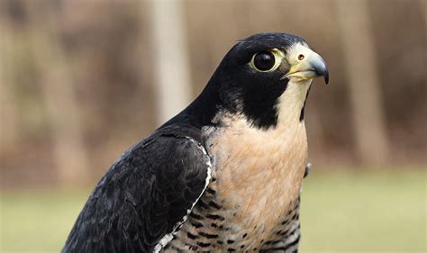 Peregrine Falcons and Our History - Schlitz Audubon