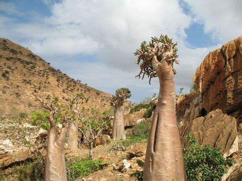 Cucumber Tree (Dendrosicyos Socotranus) – tree endemic only to Socotra ...