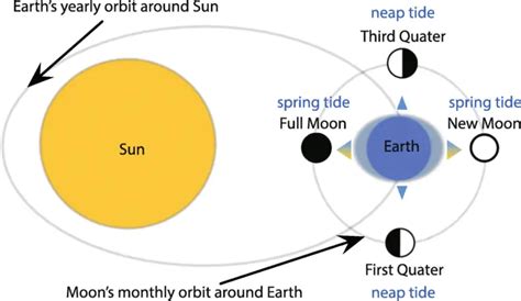 Neap Tides Definition | Neap Tides Moon Phase | Neap Tides Diagram ...