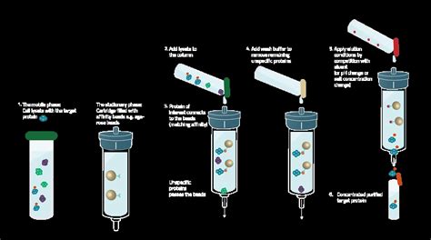 Affinity Chromatography | Principles