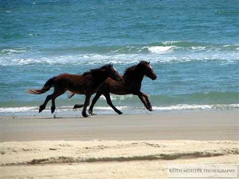 Wild Horses Running On The Beach