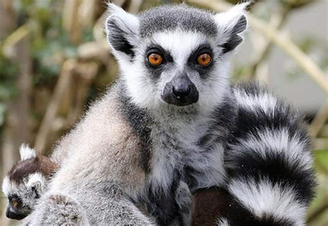 10 Ring-Tailed Lemur Facts! | Wild Animals! Amino