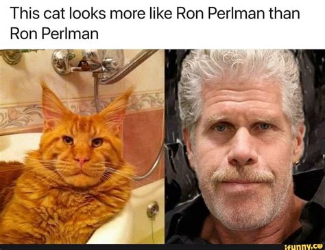 This cat looks more like Ron Perlman than Ron Perlman - iFunny