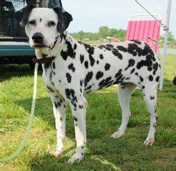 Dalmatians available for adoption | Adopt A Spot Dalmatian Rescue Inc ...