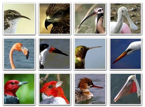 188体育app下载首页 | Animal science, Life science classroom, Animal adaptations