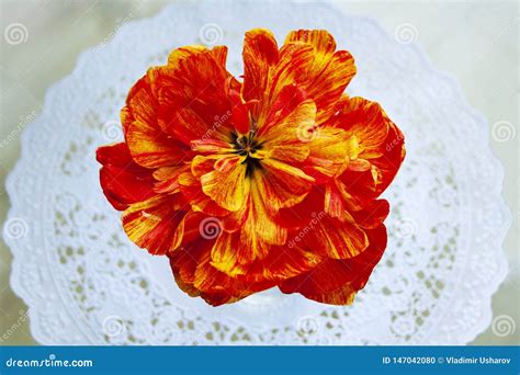 Flower Tulip Peony Decorative Garden Stock Photo - Image of plant ...