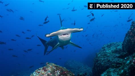 The Pros and Cons of Being a Hammerhead Shark - The New York Times