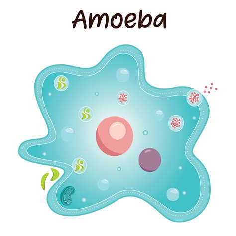 Diagram of an Amoeba 6787644 Vector Art at Vecteezy