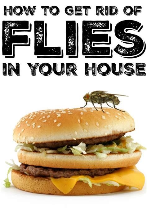 How to Get Rid of Flies in Your House | Halloween divertido