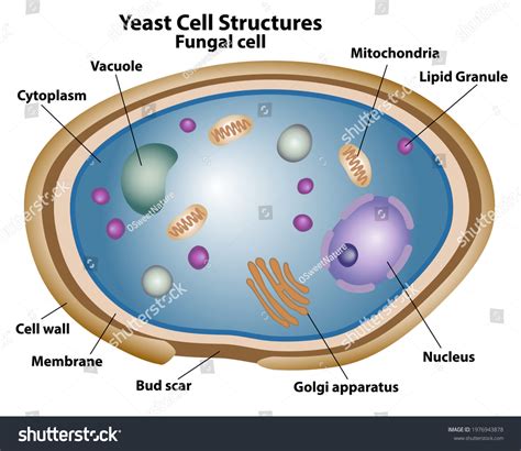 18,308 Structure Fungus Images, Stock Photos & Vectors | Shutterstock