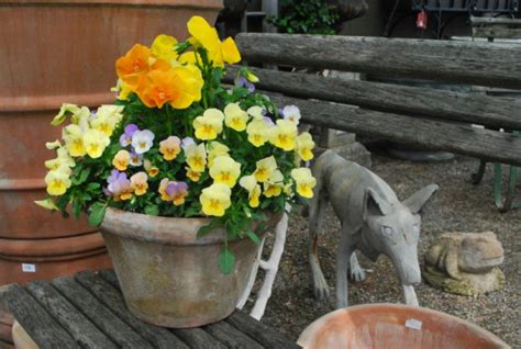 More Reasons To Plant Containers For Spring | Deborah Silver & Co.