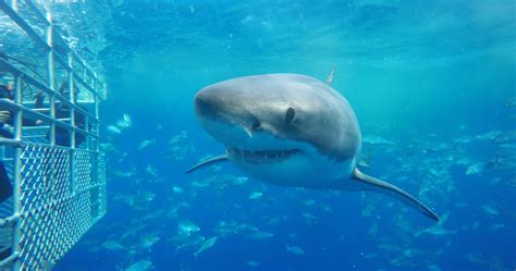 Can You Do Shark Cage Diving In Sydney – DesertDivers