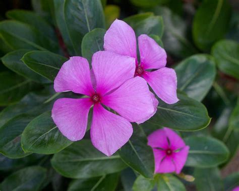 Catharanthus roseus | GardensOnline