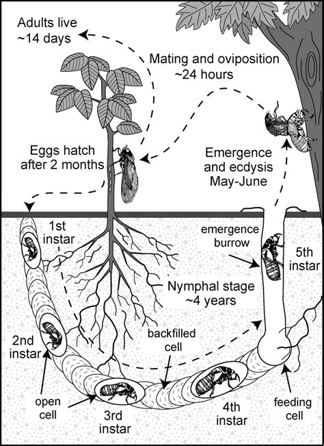 Cicada Life Cycle Images