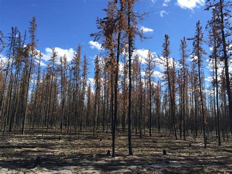 Boreal Forest Fires Could Release Deep Soil Carbon – Climate Change ...